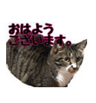 キジ白ねこさん（個別スタンプ：6）