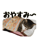 キジ白ねこさん（個別スタンプ：7）