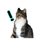 キジ白ねこさん（個別スタンプ：8）