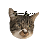 キジ白ねこさん（個別スタンプ：9）