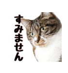 キジ白ねこさん（個別スタンプ：10）