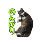 キジ白ねこさん（個別スタンプ：11）