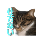 キジ白ねこさん（個別スタンプ：12）