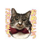 キジ白ねこさん（個別スタンプ：13）