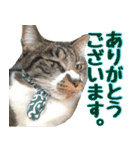 キジ白ねこさん（個別スタンプ：14）
