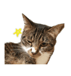 キジ白ねこさん（個別スタンプ：15）