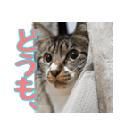 キジ白ねこさん（個別スタンプ：16）