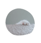 ねこずくし（個別スタンプ：1）
