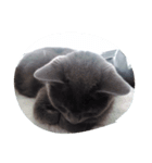 ねこずくし（個別スタンプ：3）