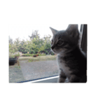 ねこずくし（個別スタンプ：5）