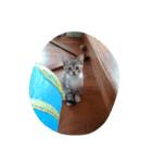 ねこずくし（個別スタンプ：8）