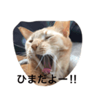 うちのねこ（ちゃちゃこま）（個別スタンプ：1）