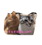 うちのねこ（ちゃちゃこま）（個別スタンプ：2）