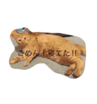 うちのねこ（ちゃちゃこま）（個別スタンプ：3）