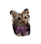 うちのねこ（ちゃちゃこま）（個別スタンプ：4）