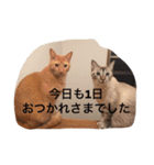 うちのねこ（ちゃちゃこま）（個別スタンプ：6）