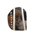 うちのねこ（ちゃちゃこま）（個別スタンプ：7）