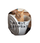 うちのねこ（ちゃちゃこま）（個別スタンプ：8）