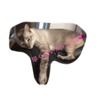 うちのねこ（ちゃちゃこま）（個別スタンプ：9）