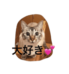 うちのねこ（ちゃちゃこま）（個別スタンプ：10）