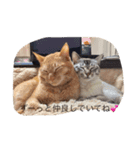 うちのねこ（ちゃちゃこま）（個別スタンプ：12）