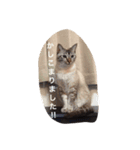 うちのねこ（ちゃちゃこま）（個別スタンプ：13）