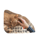 うちのねこ（ちゃちゃこま）（個別スタンプ：14）