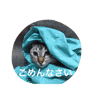 うちのねこ（ちゃちゃこま）（個別スタンプ：15）
