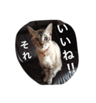 うちのねこ（ちゃちゃこま）（個別スタンプ：16）