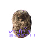 モフモフハリネズミ（個別スタンプ：1）