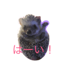モフモフハリネズミ（個別スタンプ：2）