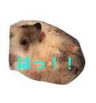 モフモフハリネズミ（個別スタンプ：4）