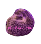 モフモフハリネズミ（個別スタンプ：6）