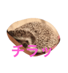 モフモフハリネズミ（個別スタンプ：8）