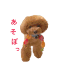 トイプードル メルちゃん（個別スタンプ：1）