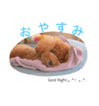 トイプードル メルちゃん（個別スタンプ：3）