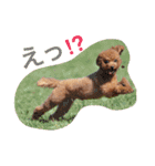 トイプードル メルちゃん（個別スタンプ：5）