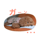 トイプードル メルちゃん（個別スタンプ：9）