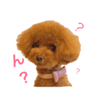 トイプードル メルちゃん（個別スタンプ：10）