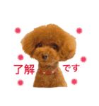 トイプードル メルちゃん（個別スタンプ：12）