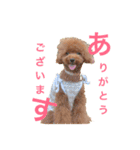 トイプードル メルちゃん（個別スタンプ：14）