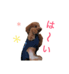トイプードル メルちゃん（個別スタンプ：16）