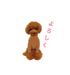 トイプードル メルちゃん（個別スタンプ：17）