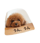 トイプードル メルちゃん（個別スタンプ：22）