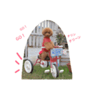 トイプードル メルちゃん（個別スタンプ：25）