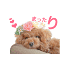 トイプードル メルちゃん（個別スタンプ：27）