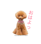 トイプードル メルちゃん（個別スタンプ：28）