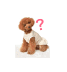 トイプードル メルちゃん（個別スタンプ：32）