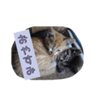 うちのブサ猫さんたち（個別スタンプ：3）
