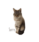 豆吉_猫（個別スタンプ：7）